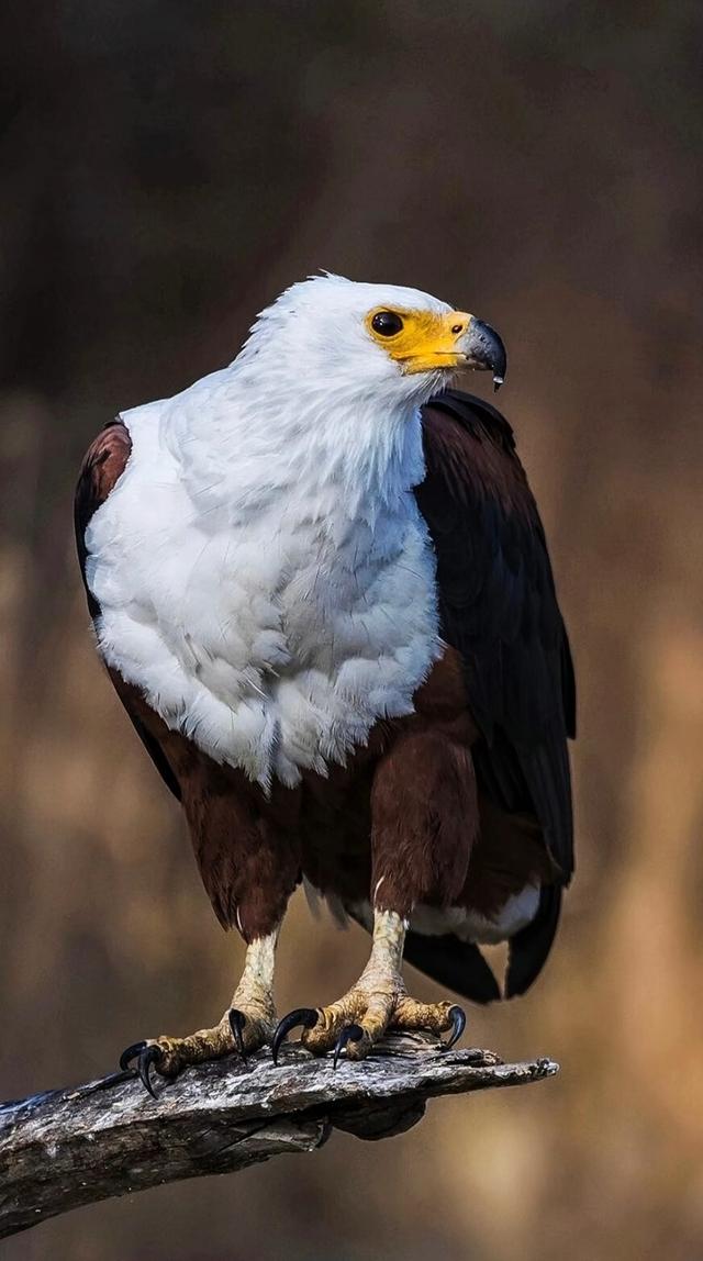 老鹰视大自然从初露锋芒乌鸥的简单介绍