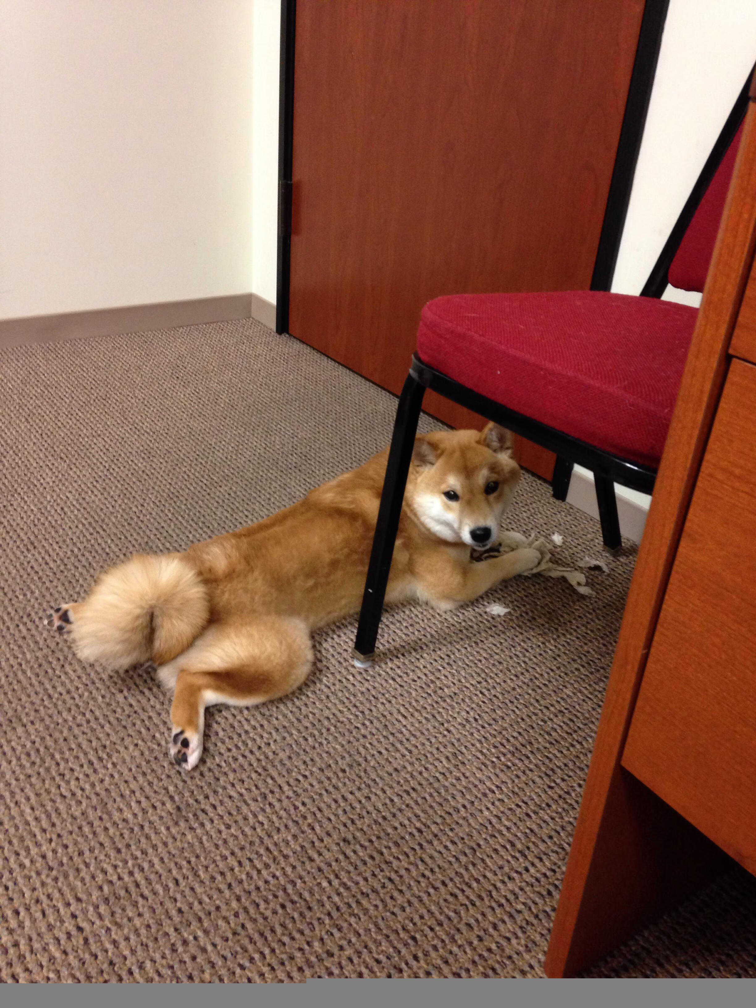 安哥拉单节拉开切尔西,门迪关键回合不手软—非洲铁闸如何定义现代门将的大心脏